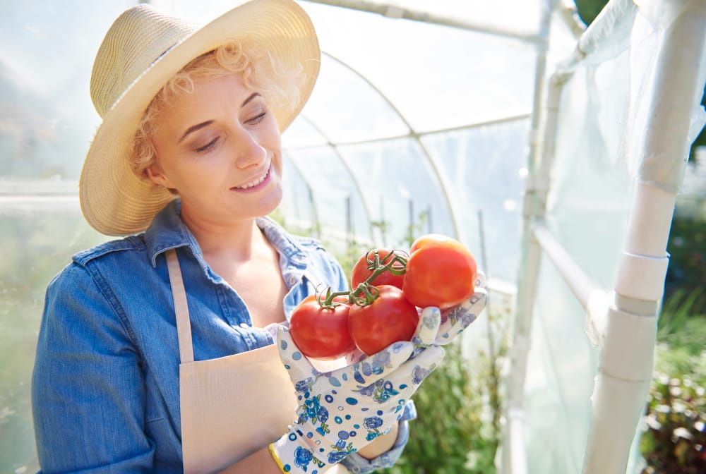 Жінка хвалиться врожаєм овочів які виросли у теплиці